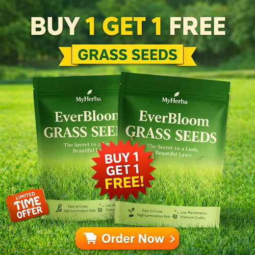 ALL SEASONS EVERGREEN GRASS SEEDS [BUY 1 GET 1 FREE]