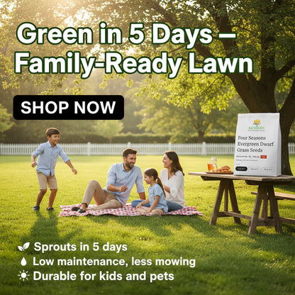 ALL SEASONS EVERGREEN GRASS SEEDS [BUY 1 GET 1 FREE]