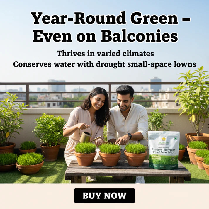 ALL SEASONS EVERGREEN GRASS SEEDS [BUY 1 GET 1 FREE]