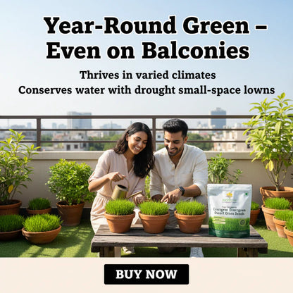 ALL SEASONS EVERGREEN GRASS SEEDS [BUY 1 GET 1 FREE]