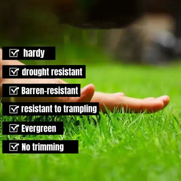 ALL SEASONS EVERGREEN GRASS SEEDS [BUY 1 GET 1 FREE]