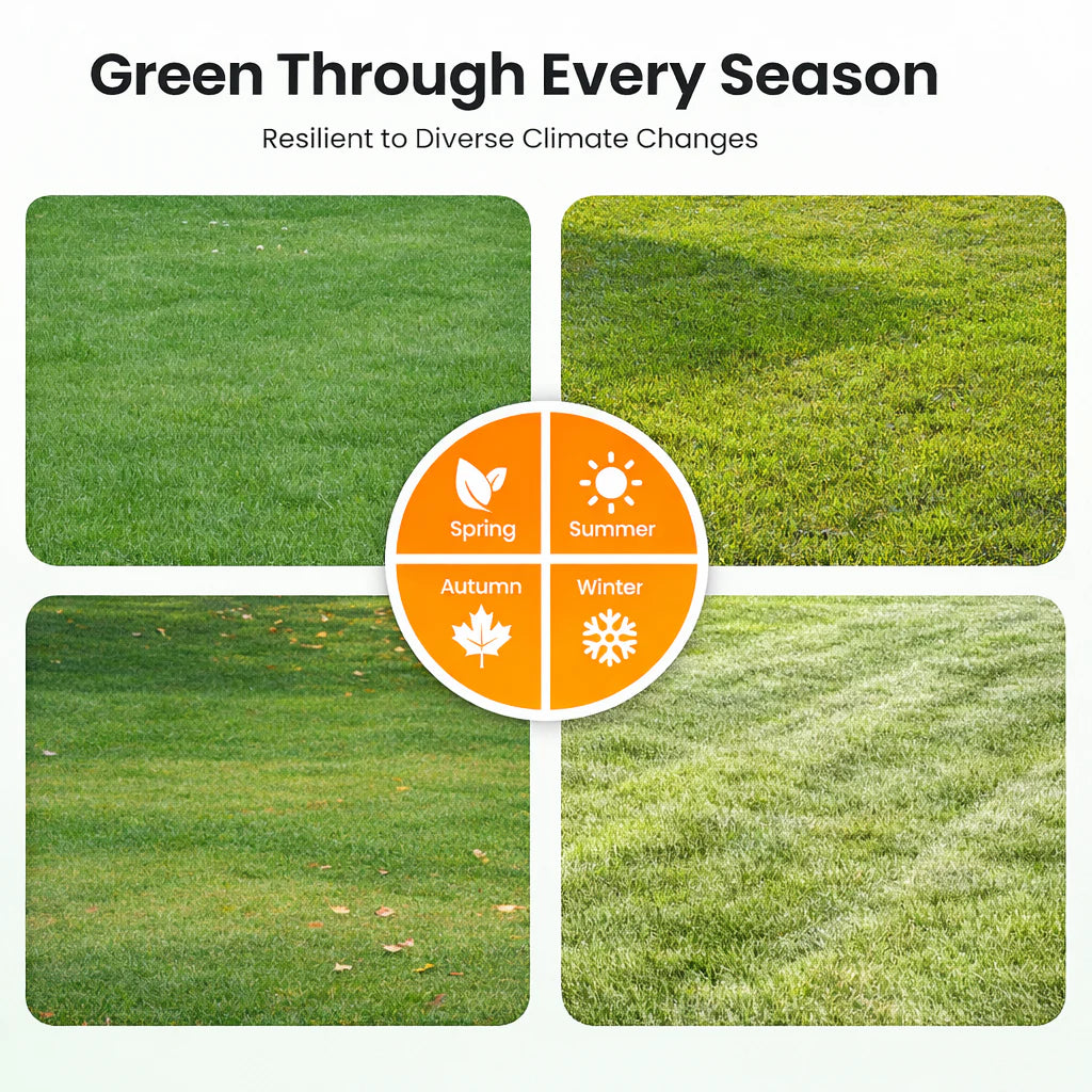 ALL SEASONS EVERGREEN GRASS SEEDS [BUY 1 GET 1 FREE]