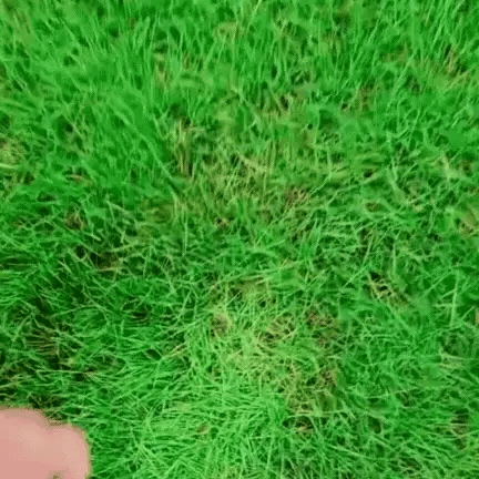 ALL SEASONS EVERGREEN GRASS SEEDS [BUY 1 GET 1 FREE]